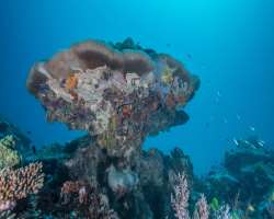 The park is home to a variety of biodiversity, coral, sharks, mammals, sea snakes, and other species including marine plants.